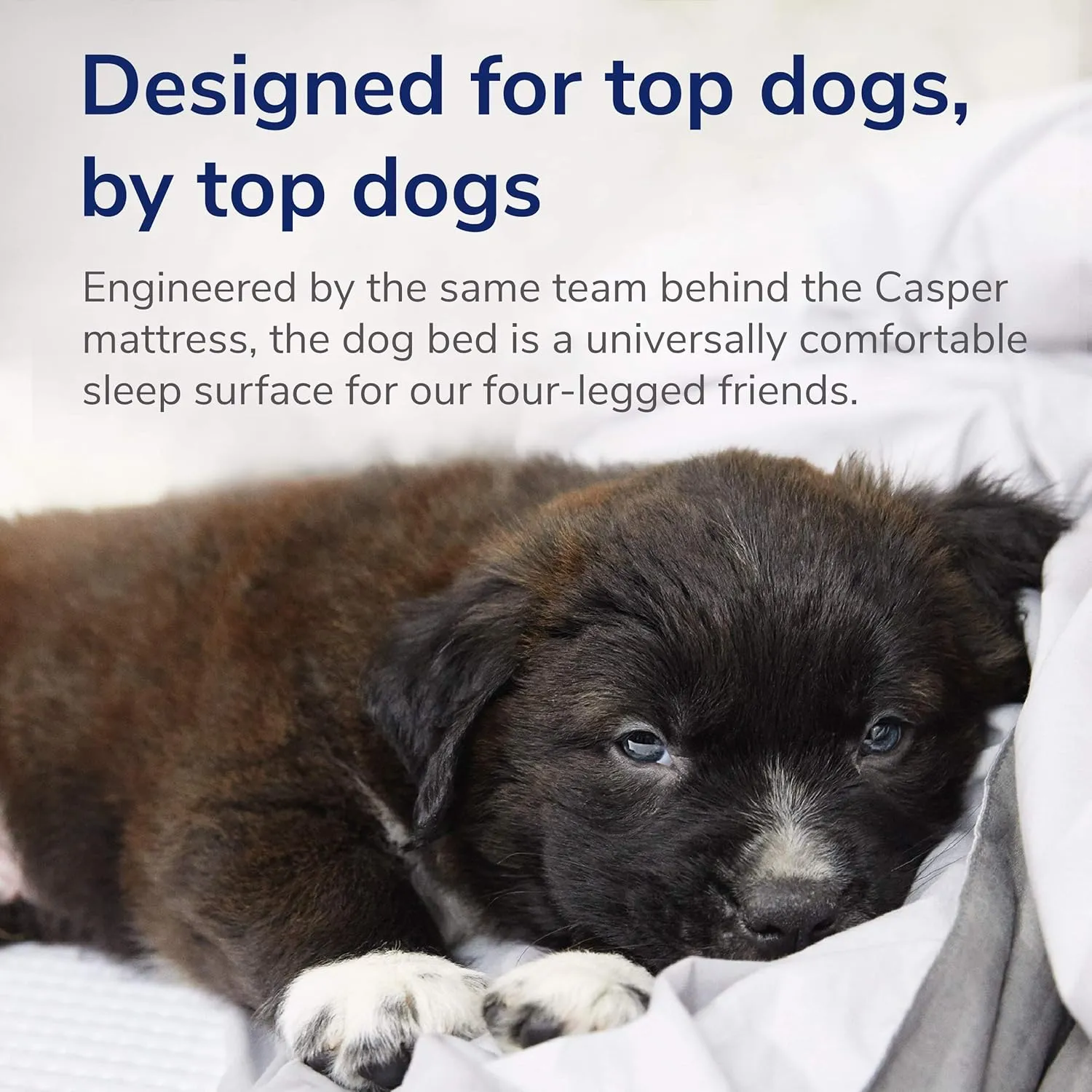 Casper Dog Bed, Plush Memory Foam, Small, Sand