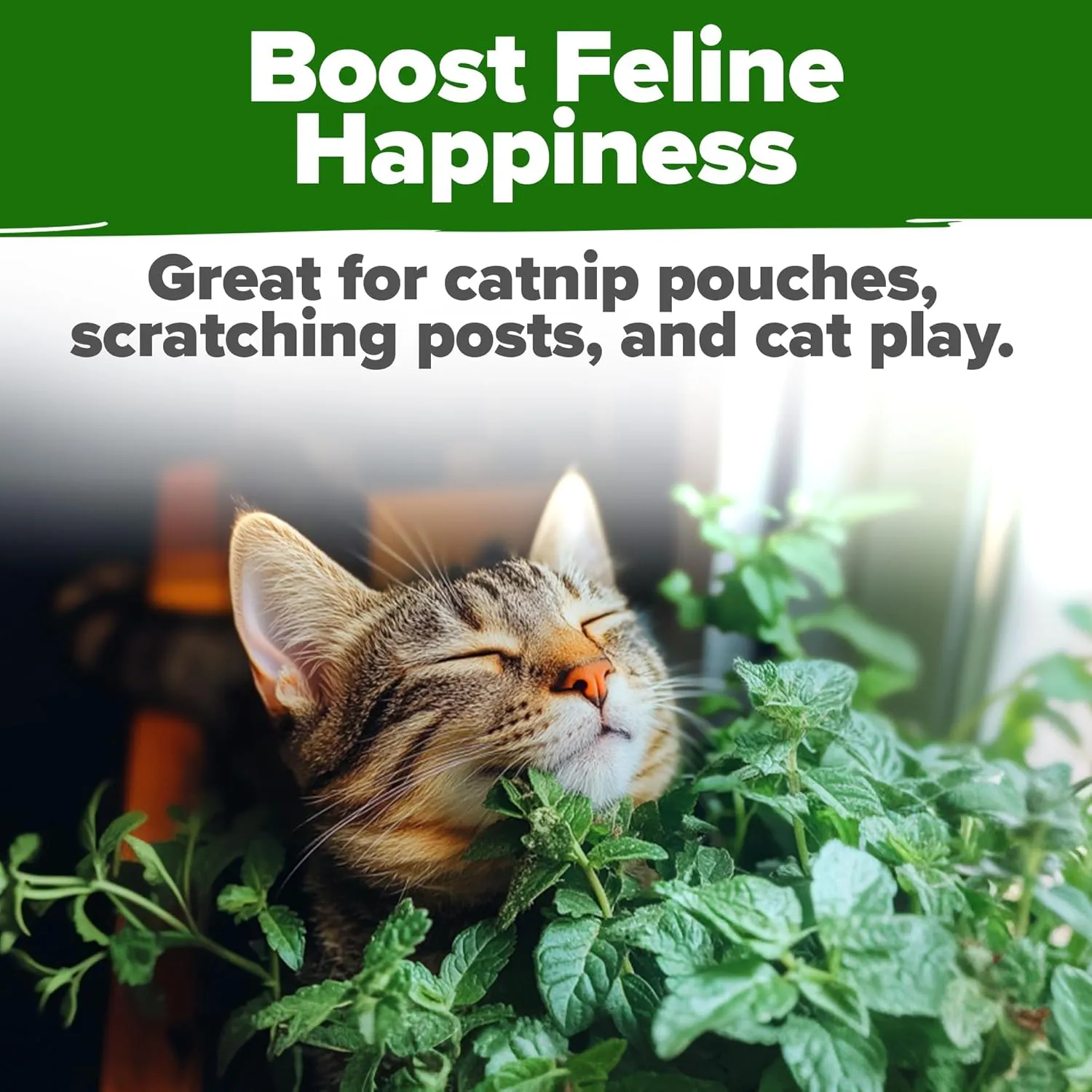 HOME GROWN Catnip Seeds (2 Pack) -, - Heirloom Herb 4232 Seeds - Indoor or Outdoor Seed - High-Germination Cat Nip - Cat Safe Plants (Nepeta cataria)