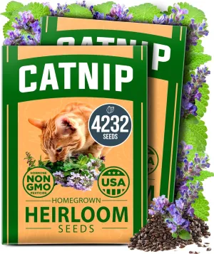 HOME GROWN Catnip Seeds (2 Pack) -, - Heirloom Herb 4232 Seeds - Indoor or Outdoor Seed - High-Germination Cat Nip - Cat Safe Plants (Nepeta cataria)