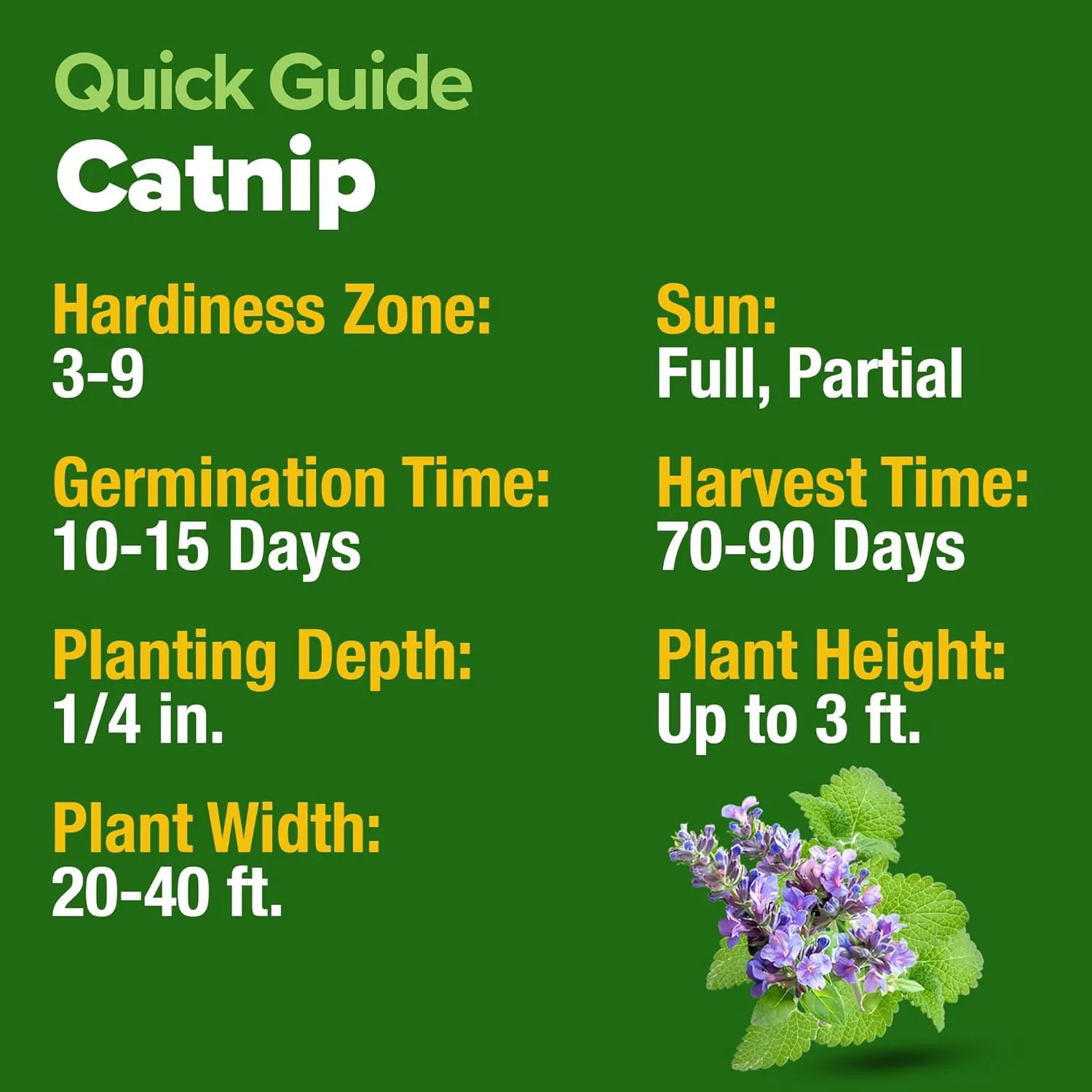 HOME GROWN Catnip Seeds (2 Pack) -, - Heirloom Herb 4232 Seeds - Indoor or Outdoor Seed - High-Germination Cat Nip - Cat Safe Plants (Nepeta cataria)