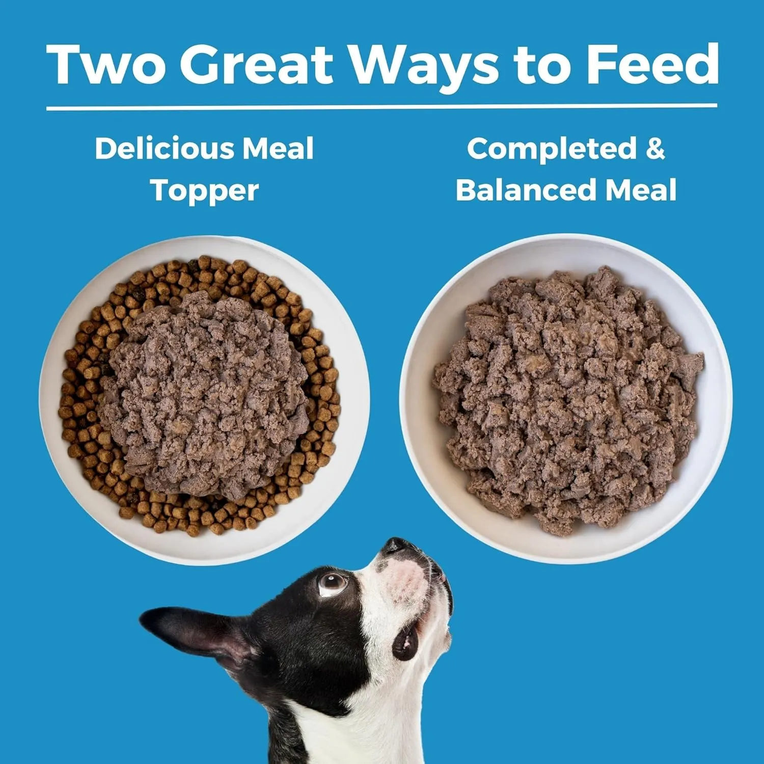 KOHA Limited Ingredient Diet Lamb Entre for Dogs - Grain Free Wet Dog Food with No Fillers - Canned Dog Food Sensitive Stomach - 13 oz Pack of 12