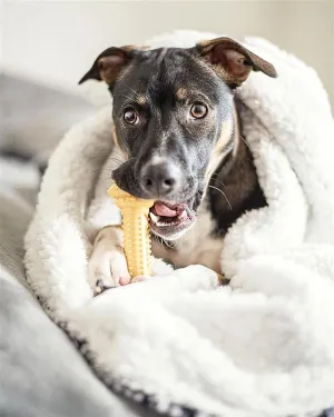 Nylabone Power Chew Barbell Bone Chew Toy for Dogs, Durable Dog Toy, Peanut Butter Flavor, Large - Up to 50 lbs. (1 Count) (Pack of 2)
