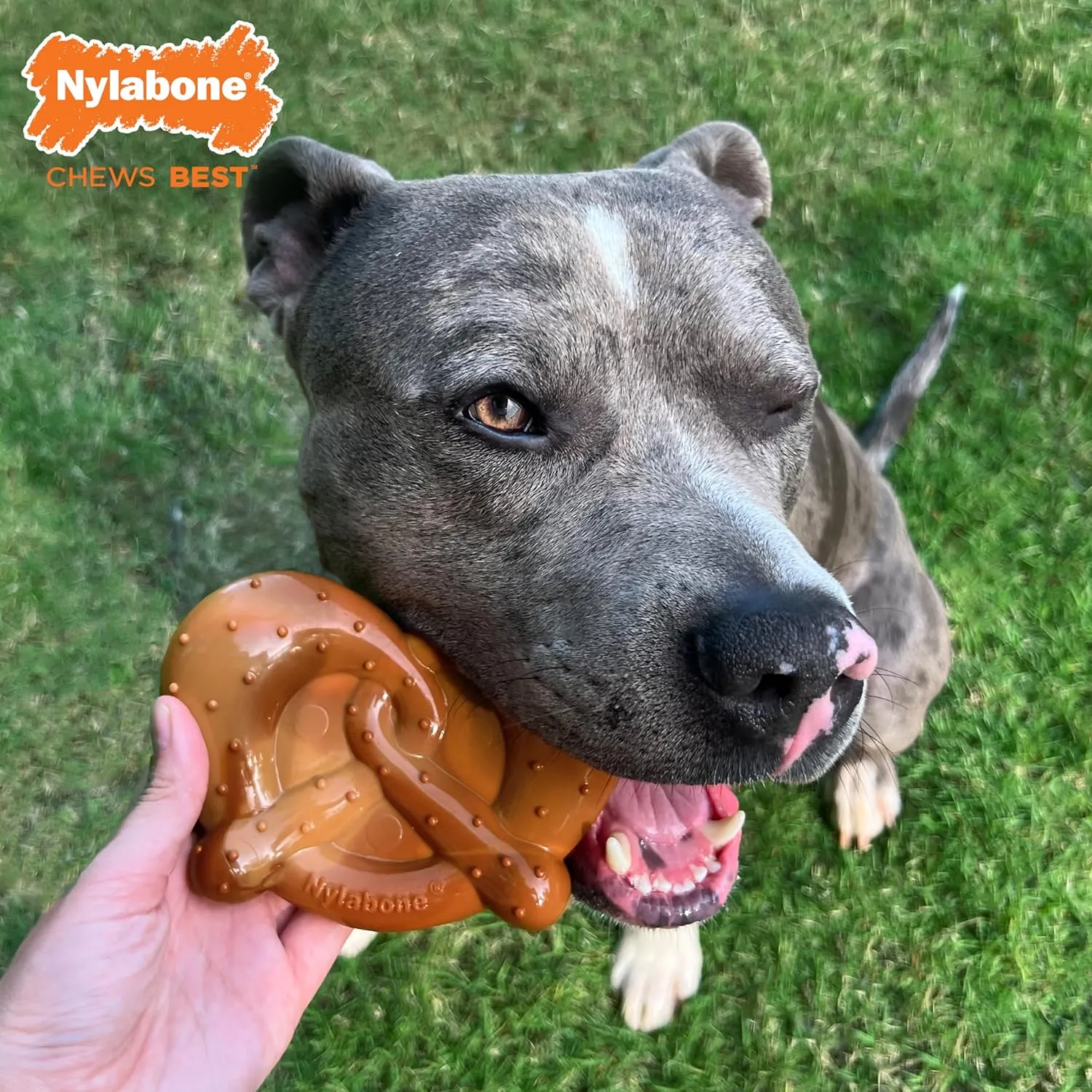 Nylabone Pretzel Power Chew Toy for Dogs, Dog Toys for Aggressive Chewers, Bacon & Peanut Butter Flavor, X-Large Dogs - 50  lbs, 1 Count