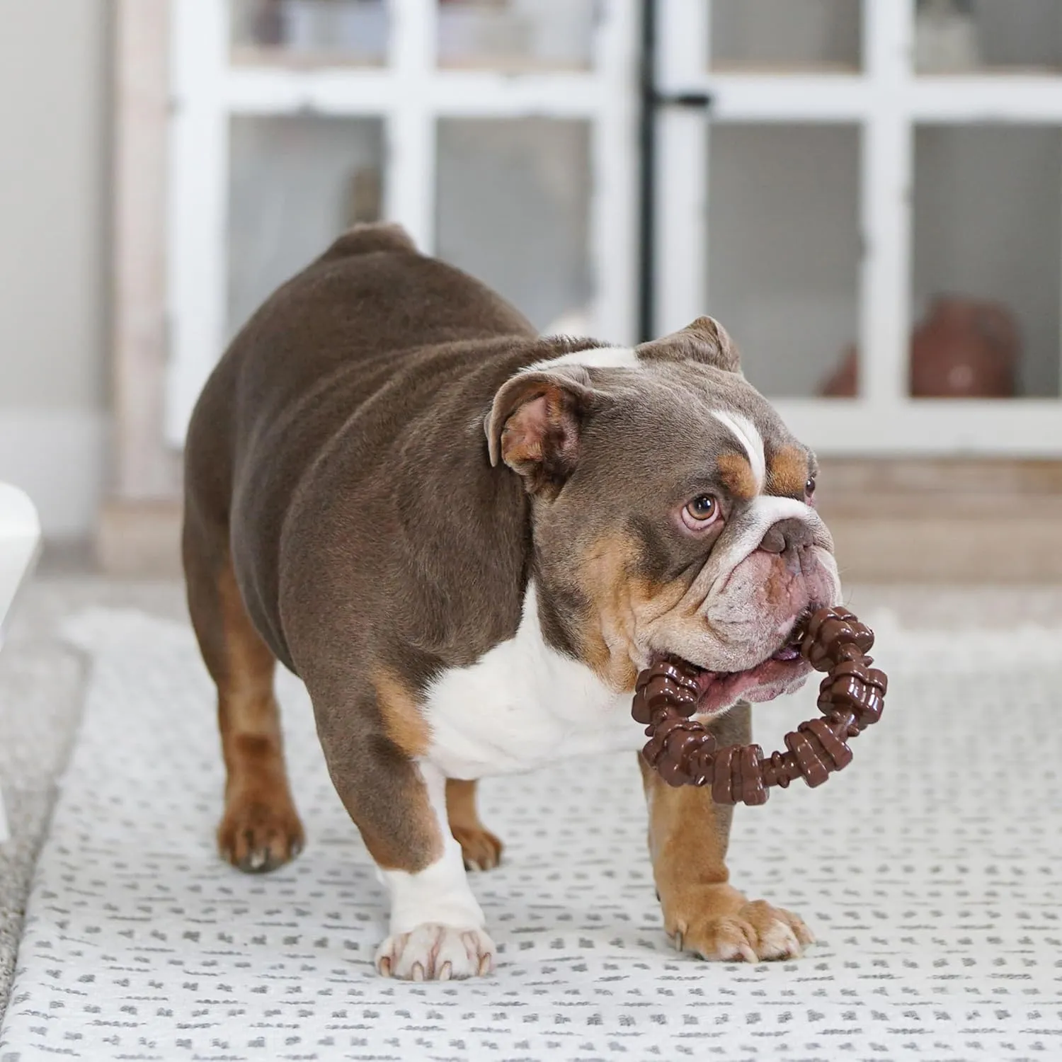 Nylabone Textured Ring Power Chew Toy for Dogs, Dog Toys for Aggressive Chewers, Flavor Medley, X-Large Dogs - 50  lbs, 1 Count