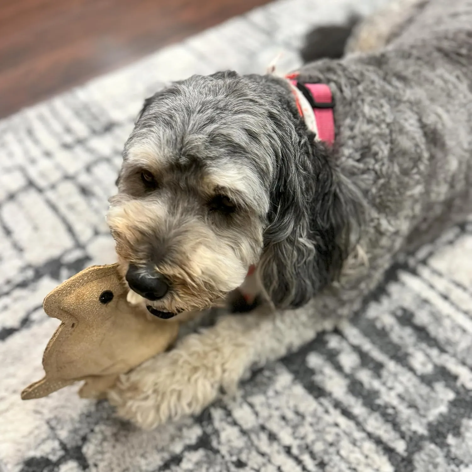 SPOT Dura-Fused Leather Rabbit Dog Toy  Real Leather & Jute, Double-Stitched, Durable Squeaky Chew Toy for Moderate Chewers, Small & Medium Dogs, 7.5in