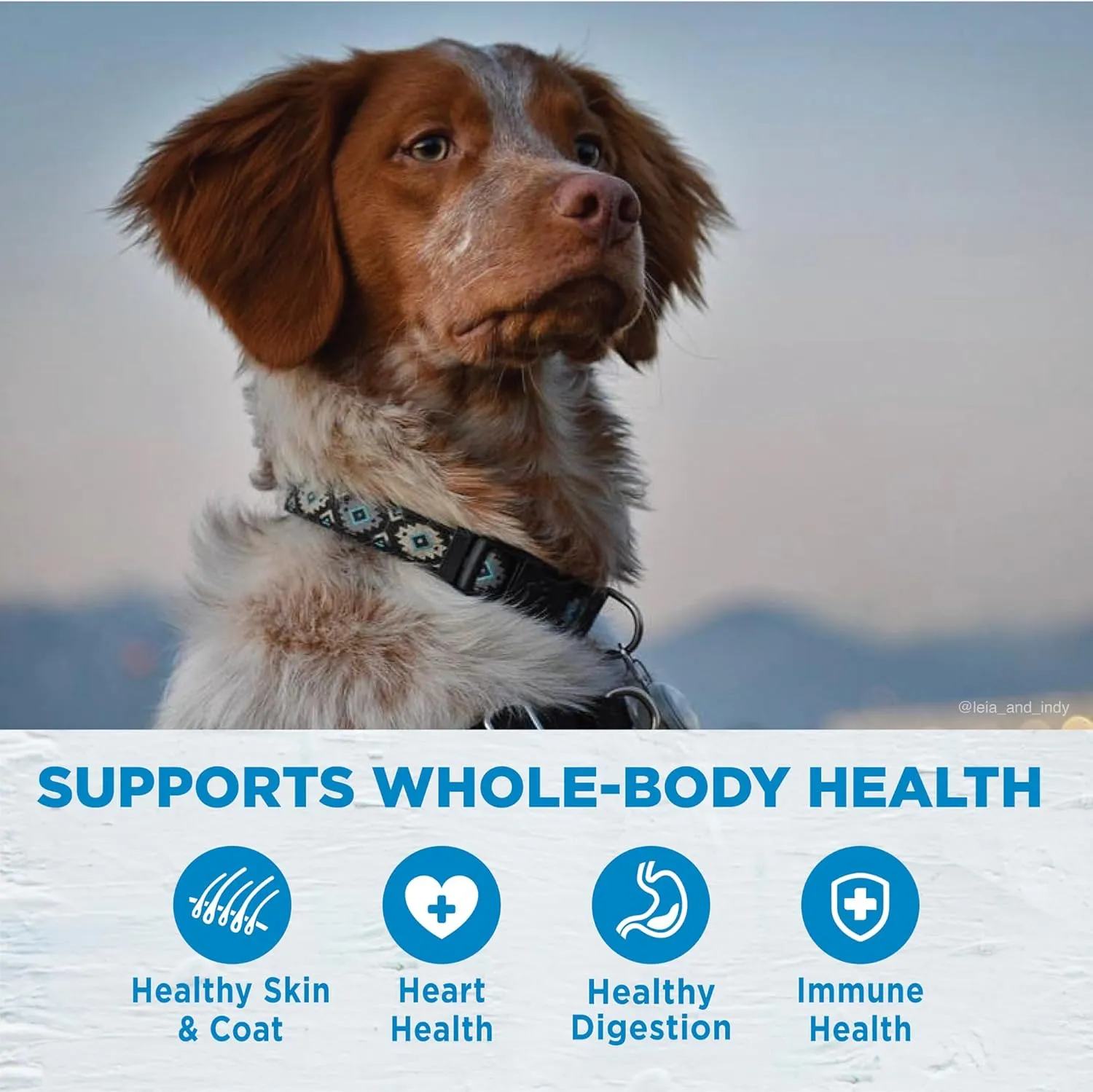 Wellness Simple Limited Ingredient Dry Dog Food for Sensitive Stomachs, Supports Skin & Coat, Grain Free, Natural, Turkey & Potatoe Recipe, (40-Pound Bag)
