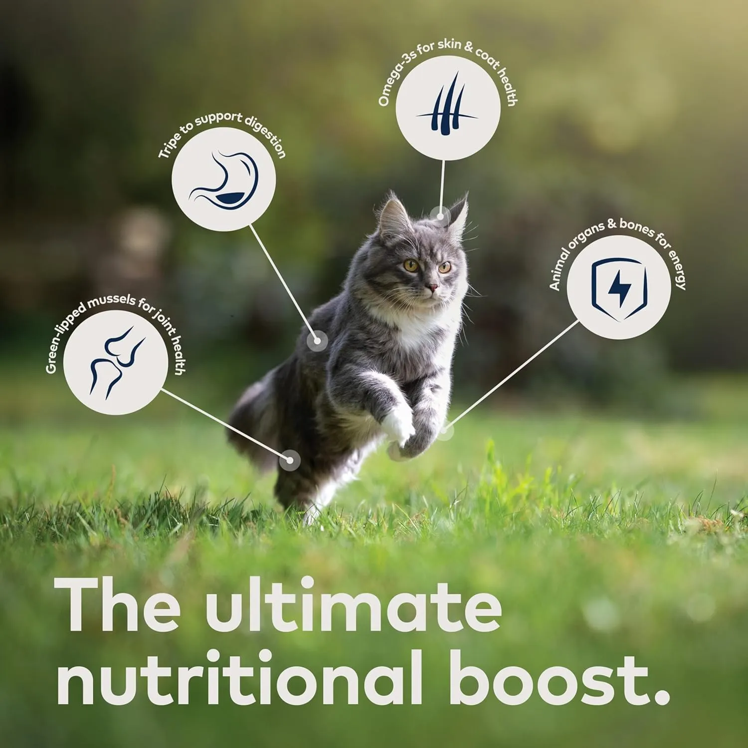 ZIWI Peak Air-Dried Cat Food Bundle High Protein, Grain Free & Limited Ingredient Superfoods (Beef, 14oz   Lamb   Chicken)